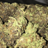 Buy Hindu Kush Cannabis Strain UK