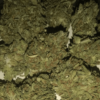Mail Order Afghan Kush Marijuana Strain