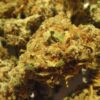 Orange Kush Indica Strain UK